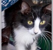 A picture of #ET04205: Orca a Domestic Medium Hair black/white