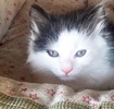 A picture of #ET04206: Shamu a Domestic Medium Hair white/black