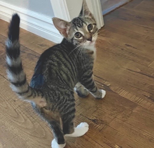 [picture of Mira, a Domestic Short Hair brown tabby\ cat] 