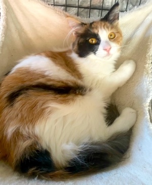 [another picture of Estrella, a Domestic Medium Hair calico\ cat] 