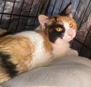 [picture of Estrella, a Domestic Medium Hair calico\ cat] 