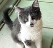 A picture of #ET04217: Tully a Domestic Medium Hair gray/white