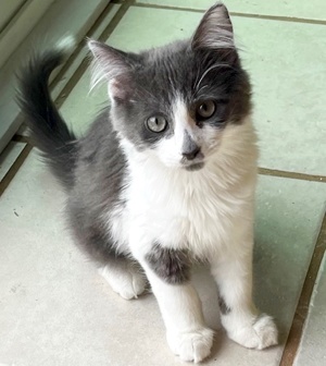 [another picture of Tully, a Domestic Medium Hair gray/white\ cat] 