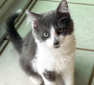 [picture of Tully, a Domestic Medium Hair gray/white\ cat] 