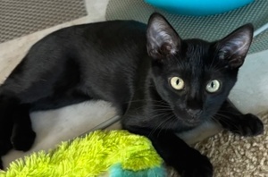 [another picture of Kate, a Domestic Short Hair black\ cat] 