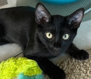 [picture of Kate, a Domestic Short Hair black\ cat] 