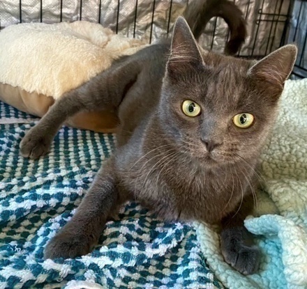 [picture of Kikii, a Domestic Short Hair blue\ cat] 