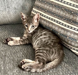 [another picture of Spunky, a Domestic Short Hair silver\ cat] 