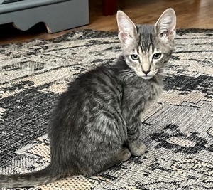 [picture of Spunky, a Domestic Short Hair silver\ cat] 