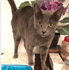 A picture of #ET04225: Louisa a Domestic Short Hair blue