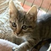 A picture of #ET04228: Bulgari a Domestic Short Hair brown tabby