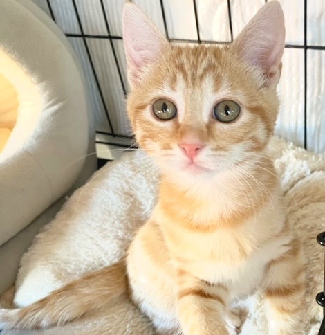 [picture of Fendi, a Domestic Short Hair orange\ cat] 
