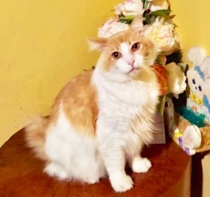 [picture of BigMac, a Domestic Long Hair orange/white cat]