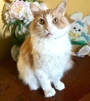 [picture of BigMac, a Domestic Long Hair orange/white\ cat] 