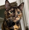 A picture of #ET04232: Lookout a Domestic Short Hair tortie