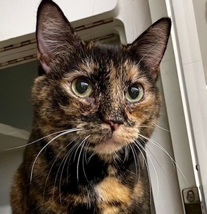 [picture of Lookout, a Domestic Short Hair tortie\ cat] 
