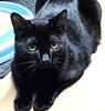 A picture of #ET04233: Bagheera a Domestic Short Hair black