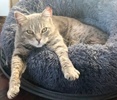 A picture of #ET04235: Piper a Domestic Short Hair silver