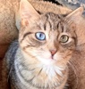 A picture of #ET04240: Opal a Domestic Medium Hair brown tabby