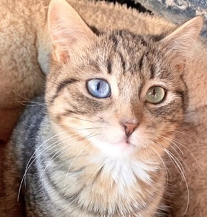 [picture of Opal, a Domestic Medium Hair brown tabby\ cat] 