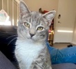 A picture of #ET04241: Coconut a Domestic Medium Hair silver
