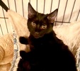 A picture of #ET04242: Merlin a Domestic Short Hair black