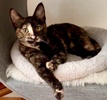 A picture of #ET04243: Lilibeth a Domestic Short Hair tortoiseshell
