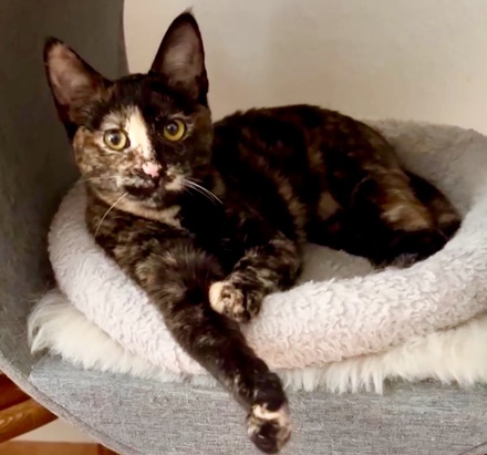 [picture of Lilibeth, a Domestic Short Hair tortoiseshell\ cat] 