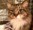 A picture of #ET04245: Ollie a Domestic Long Hair gray/white