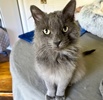 A picture of #ET04247: Blueberry a Domestic Long Hair blue