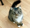 A picture of #ET04251: Nadia a Domestic Long Hair gray/white