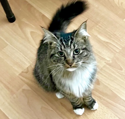 [picture of Nadia, a Domestic Long Hair gray/white\ cat] 