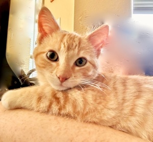 [picture of Finnley, a Domestic Short Hair orange cat]
