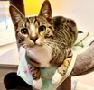 A picture of #ET04253: Atonio a Domestic Short Hair brown tabby/white