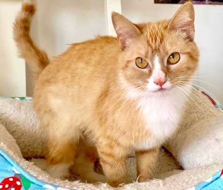 [picture of Fanta, a Domestic Short Hair orange/white\ cat] 