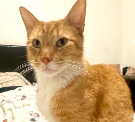 [picture of Carmelo, a Domestic Short Hair orange/white\ cat] 