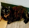 A picture of #ET04256: Charlotte a Domestic Short Hair tortie