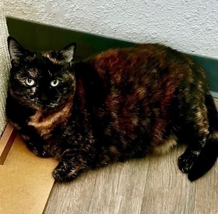[picture of Charlotte, a Domestic Short Hair tortie\ cat] 