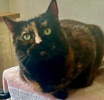 A picture of #ET04257: Bell a Domestic Short Hair tortie