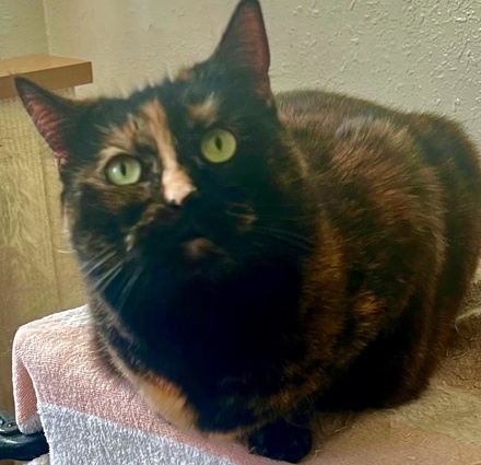[picture of Bell, a Domestic Short Hair tortie\ cat] 