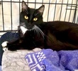 A picture of #ET04258: Twilight a Domestic Medium Hair black/white