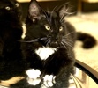 A picture of #ET04259: Twikle a Domestic Long Hair black/white