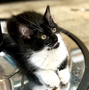 [picture of Star, a Domestic Long Hair black/white\ cat] 