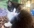 A picture of #ET04262: Dawn a Domestic Long Hair black/white