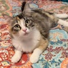 A picture of #ET04264: Jana a Domestic Short Hair calico
