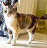 [another picture of Jana, a Domestic Short Hair calico\ cat] 