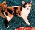 A picture of #ET04265: Marisa a Domestic Short Hair calico