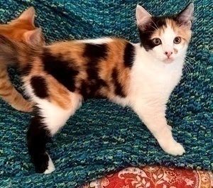 [another picture of Marisa, a Domestic Short Hair calico\ cat] 