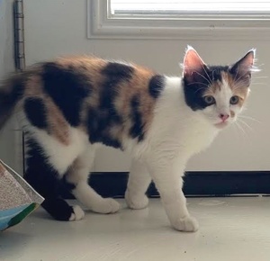 [picture of Marisa, a Domestic Short Hair calico cat]