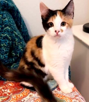 [picture of Marisa, a Domestic Short Hair calico\ cat] 